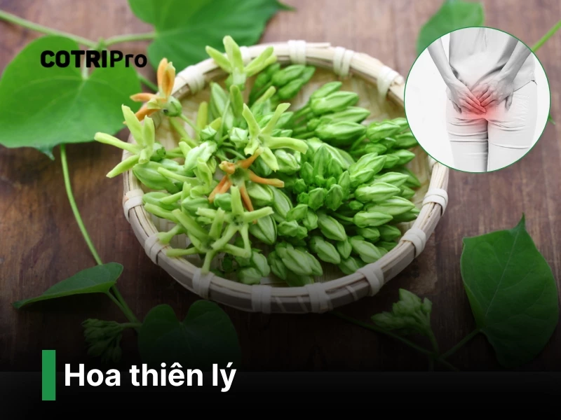 hoa thiên lý chữa trĩ